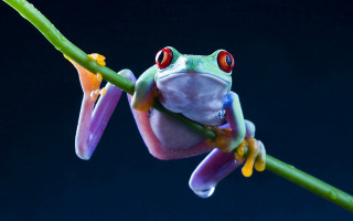 Frog red eyes branch leaf - a blue background behind free wallpaper