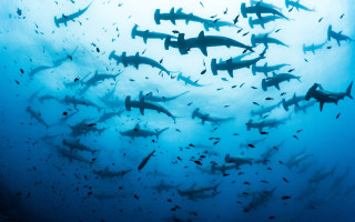 Large group sharks swimming ocean - andrew geddes free wallpaper