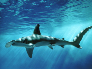 Shark swimming ocean sunbeam light - a sunbeam in the background free wallpaper