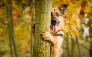 Dog standing hind legs holding - a tree trunk free wallpaper