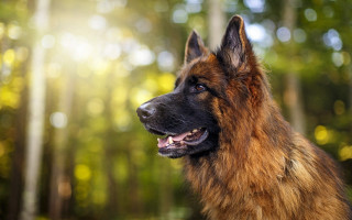 German shepherd dog woods sunlight - the background and sunlight free wallpaper