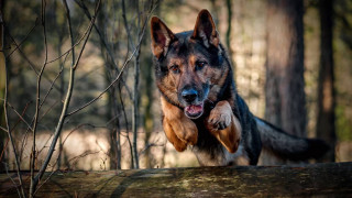 Dog jumping log woods paws - heroic pose free wallpaper