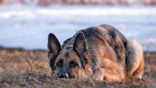 Dog laying grass water snow - a field of grass free wallpaper