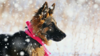 Dog pink collar snow falling - a pink collar free wallpaper
