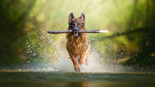 Dog running water stick mouth - mouth open free wallpaper