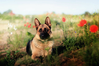 Dog field flower grass blue - a red flower in the foreground free wallpaper