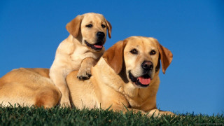 Two dogs laying grass paws - free dogs wallpaper