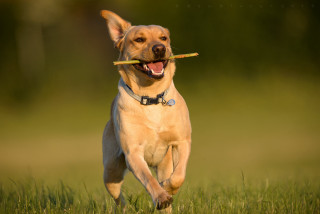 Dog running stick field grass - a stick free wallpaper