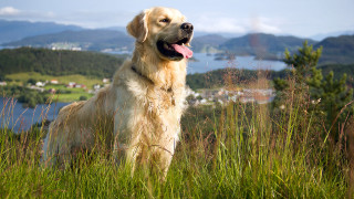 Dog tall grass lake mountains - carl gustaf pilo free wallpaper