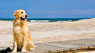 Dog sitting wooden dock beach - a wooden dock free wallpaper