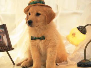 Dog hat sitting next to - rembrandt style free wallpaper for desktop