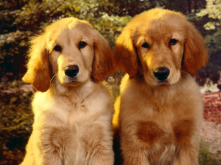 Two dogs sitting trees bushes - tan free wallpaper