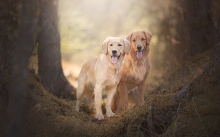 Two dogs woods tongues out - two dog free wallpaper