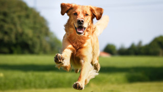 Dog running grass paws air - his mouth open free wallpaper