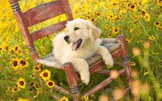 Dog chair field flowers tongue - his eye free wallpaper