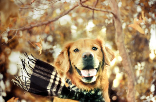 Dog scarf hat smiling camera - area free wallpaper