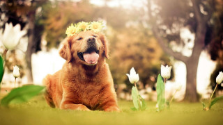 Dog flower crown grass flowers - a flower crown free wallpaper for desktop