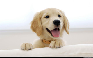 Dog smiling white couch paws - a white couch free wallpaper