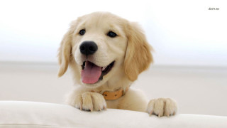 Dog sitting on pillow smiling - verdadism free wallpaper