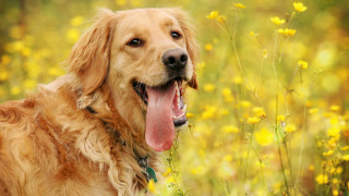 Dog standing field flowers grass - cheerful free wallpaper