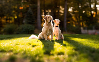 Two dogs sitting grass trees - two dog free wallpaper