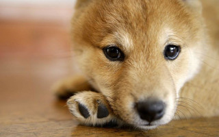 Small dog sad looking camera 4 - a small dog free wallpaper