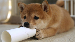 Puppy chewing white object floor - the floor of a house free wallpaper for desktop