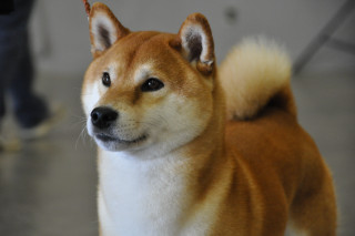 Shiba inu dog blurry background - du jin free wallpaper