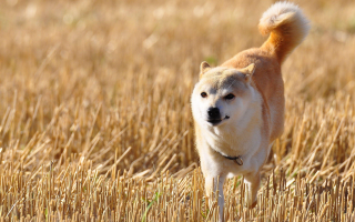 Dog standing field wheat blurry - majestic free wallpaper