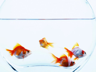 Goldfish swimming bowl water white - lostfish free wallpaper