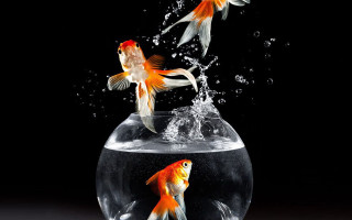 Goldfish jumping bowl water fish - bert stern free wallpaper