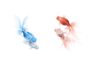 Goldfish white bowl red blue - a white bowl free wallpaper