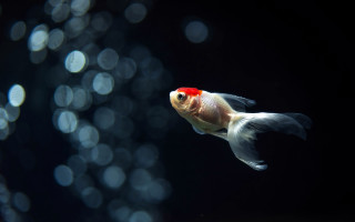 Goldfish red head white tail - a goldfish free wallpaper