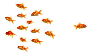 Goldfish swimming group together water - lostfish free wallpaper for desktop