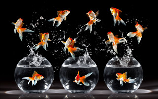 Goldfish bowl water splashing black - lostfish free wallpaper