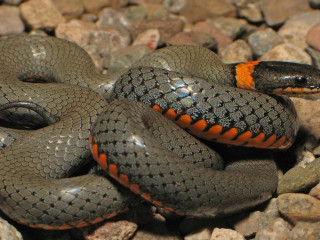 Snake orange stripe rock bed - female free wallpaper