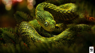 Green snake pine tree branch - a green snake free wallpaper