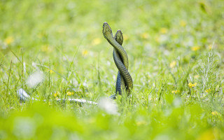 Snake in grass head up - a snake free wallpaper