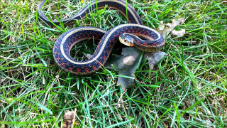 Snake grass sun ground small - female free wallpaper