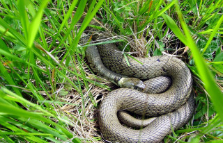 Snake curled grass green brown - a snake free wallpaper