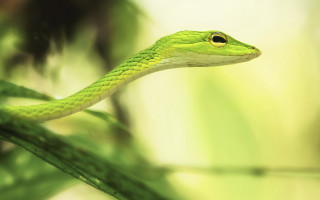 Green snake branch leaves macro - a green snake free wallpaper