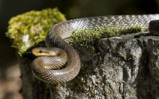 Snake curled tree stump sunshine - a snake free wallpaper