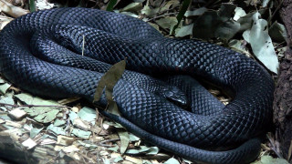Black cobra snake curled forest - real life skin free wallpaper