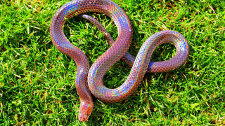 Colorful snake laying on grass - a snake free wallpaper
