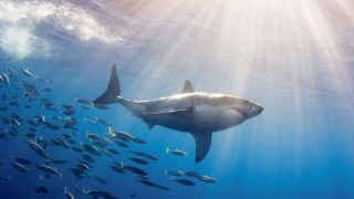 Large shark fish ocean light - fish free wallpaper for desktop