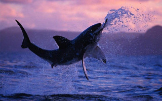 Great white shark jumping sunset - great free wallpaper