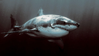 Great white shark ocean black - a great white shark swimming in the ocean free wallpaper