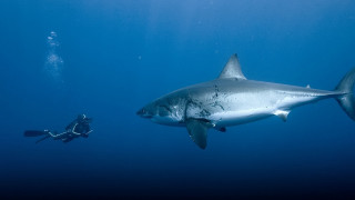 Man swimming shark ocean scuba - colin moss free wallpaper
