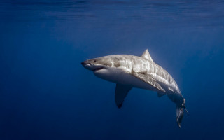 Great white shark swimming ocean 3 - a great white shark swimming in the ocean free wallpaper