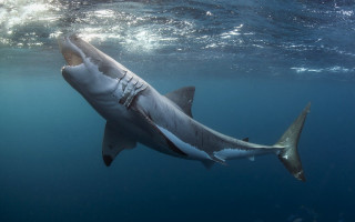 Great white shark ocean camera 2 - great free wallpaper